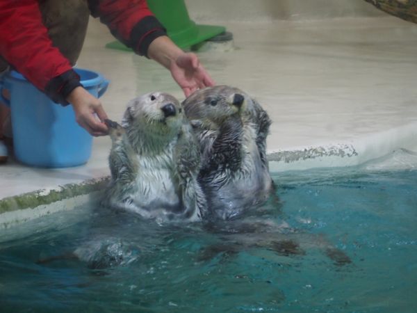 日本・鳥羽水族館「思い立って三重県」の写真：鳥羽水族館のアイドル
メイちゃん⭐︎キラちゃん