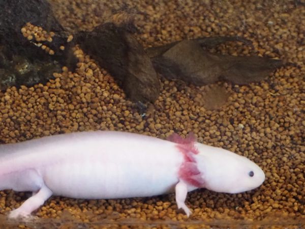 日本・鳥羽水族館「思い立って三重県」の写真：⭐︎鳥羽水族館⭐︎