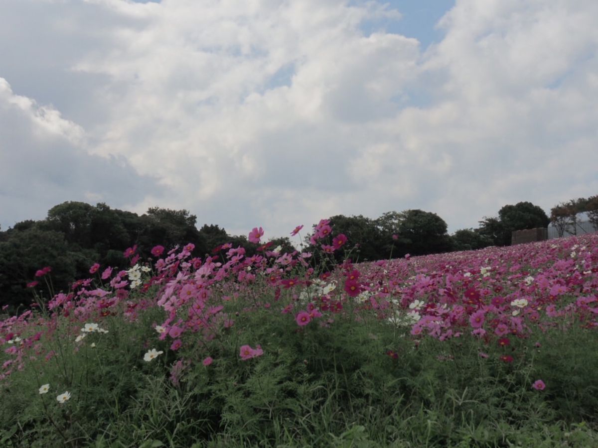 ⭐︎淡路花さじき⭐︎
10月中旬とはいえ暑すぎました(；´Д`)