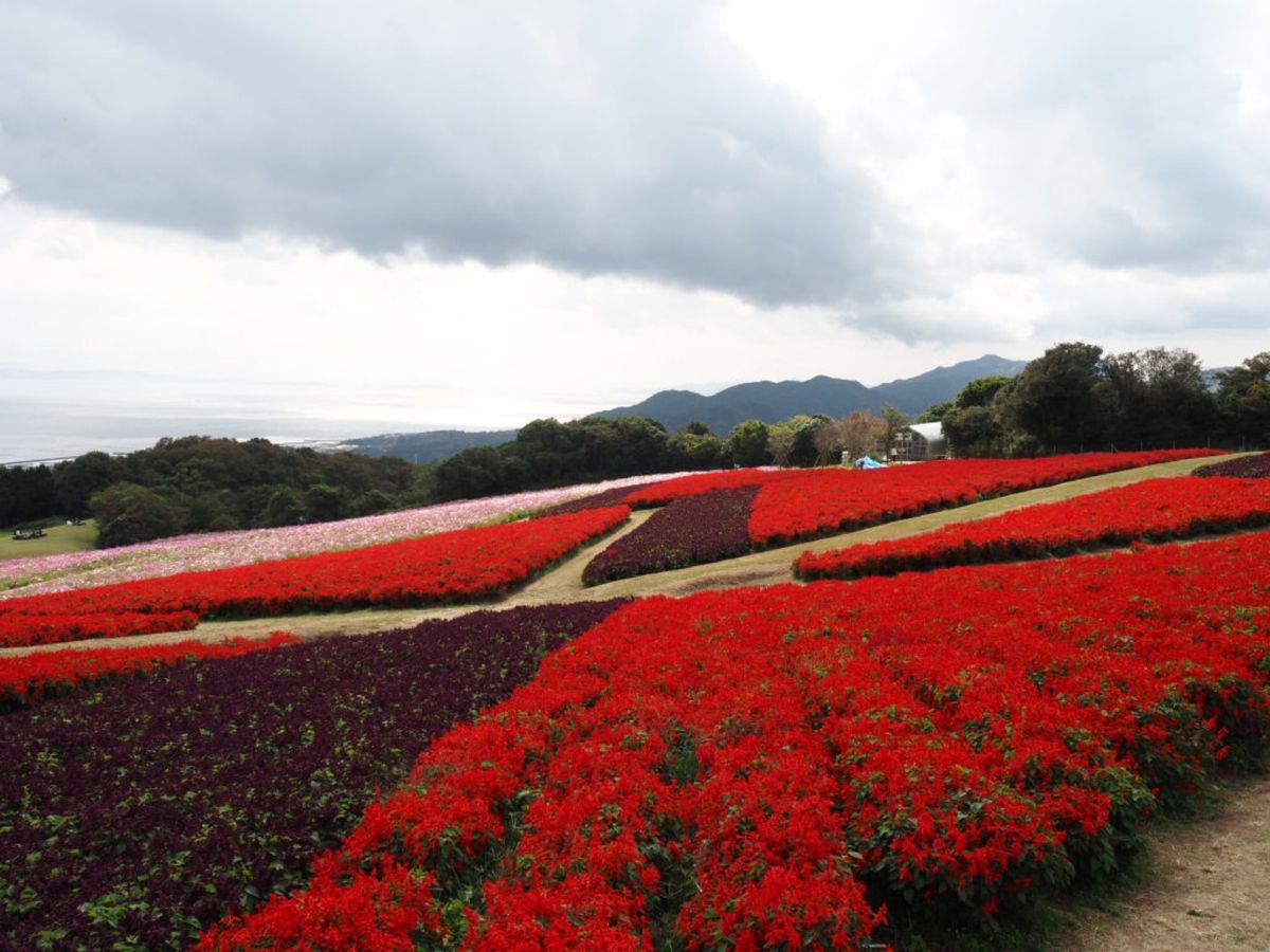 ⭐︎淡路花さじき⭐︎
10月中旬とはいえ暑すぎました(；´Д`)