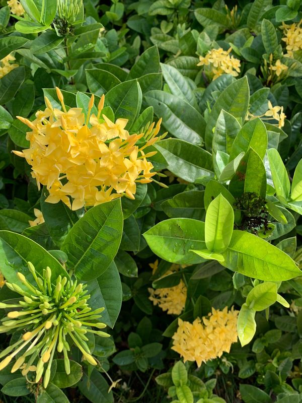インドネシア・バリ島「17年振りのバリ島」の写真：花に癒され、海をゆったり見る…
こんな旅...