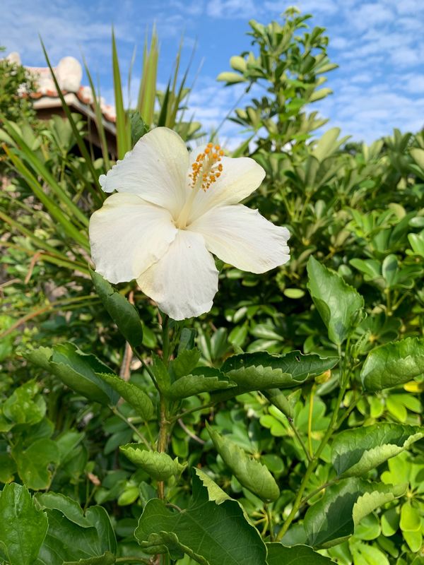 日本・沖縄「沖縄」の写真：何回も沖縄行ってるのに、初めていただいた...
