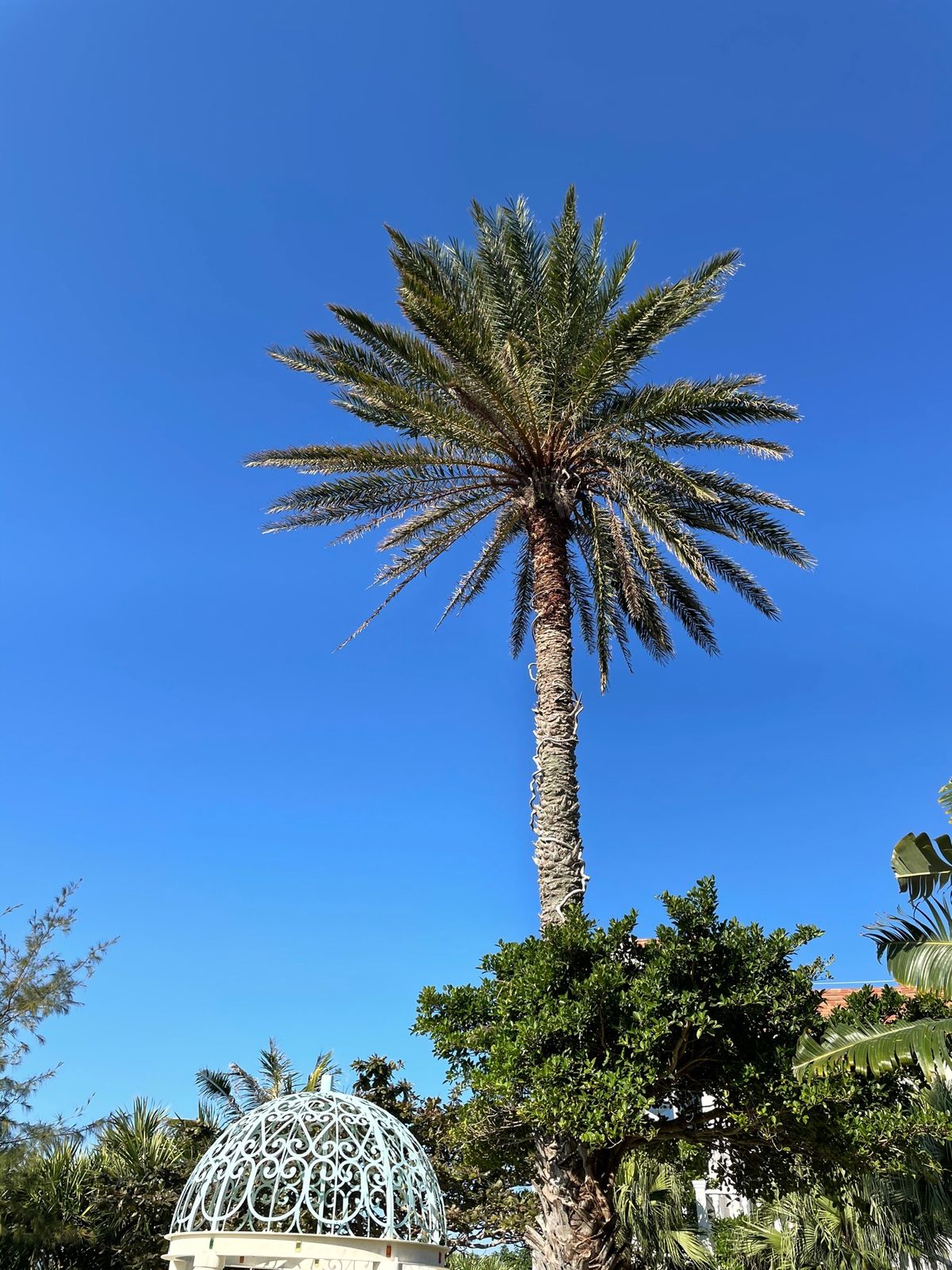 首里城がんばれー