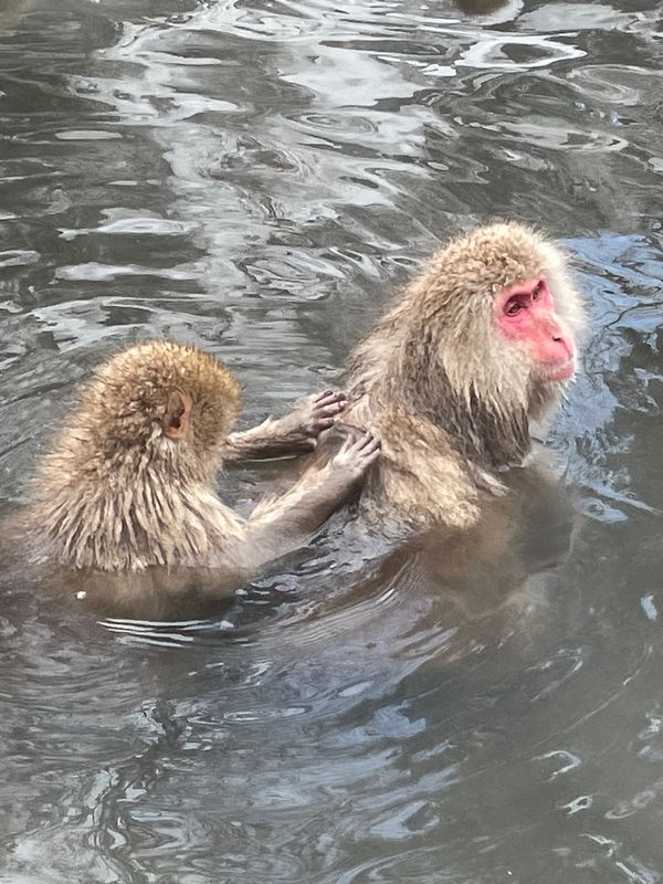 日本・長野県「ぼっち旅行⑨」の写真