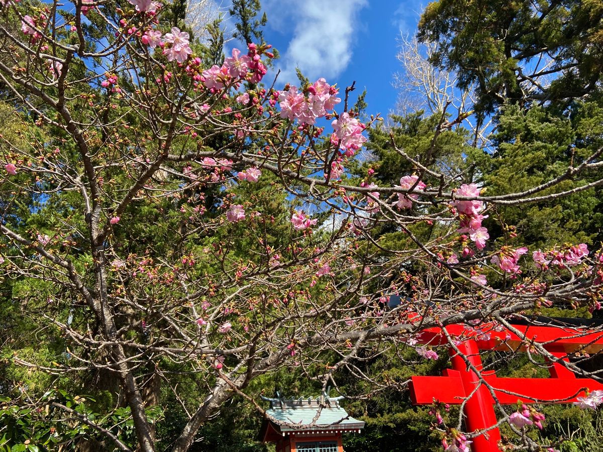 ハートの形の龍宮窟💙
伊豆半島最古の神社白濱神社⛩
日本一の早咲き桜の土肥...