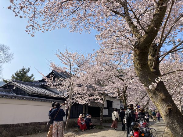 日本・福岡県「秋月城の桜」の写真