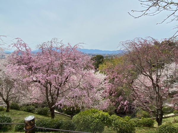 日本・奈良県「大神神社」の写真