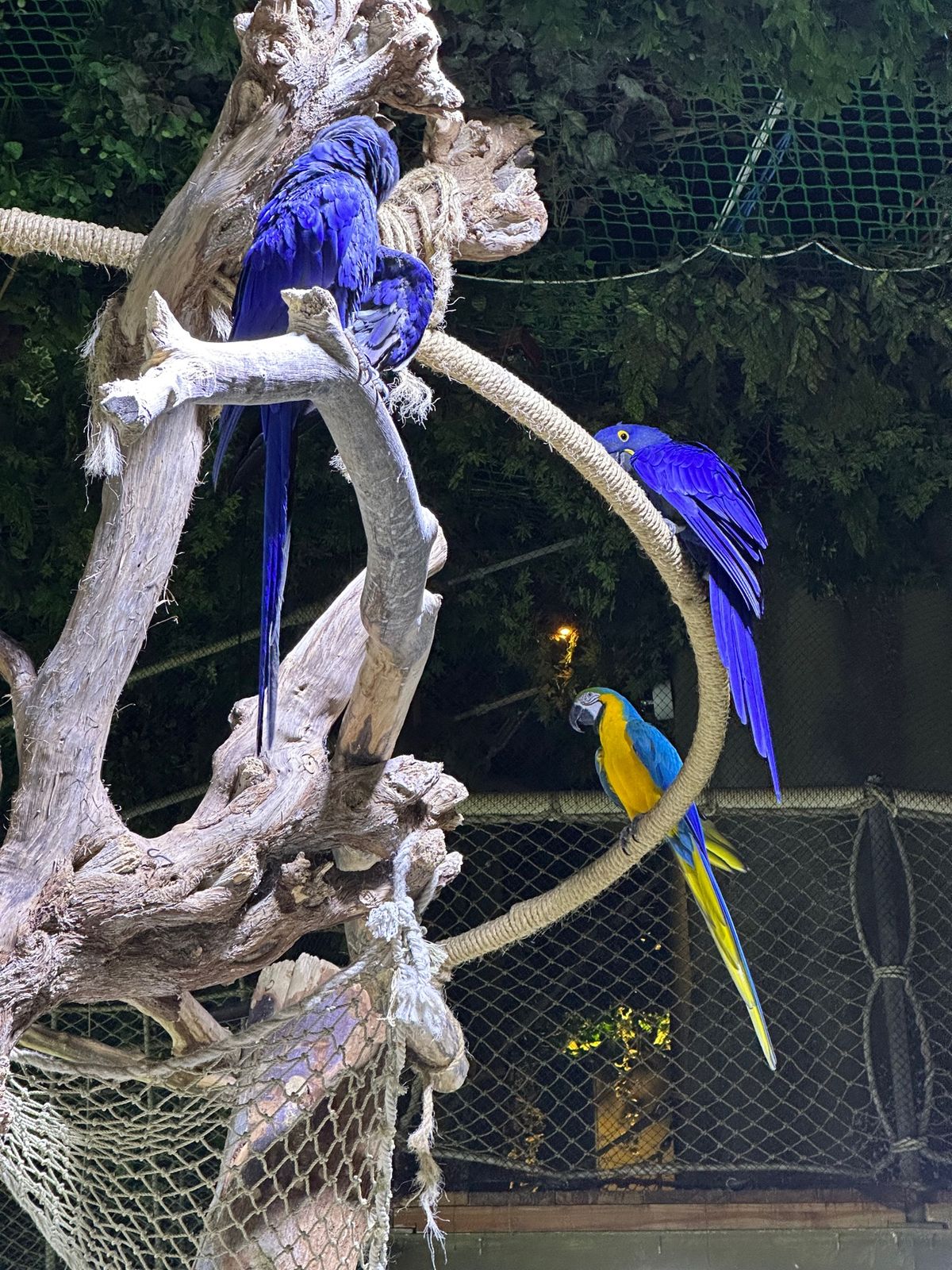 ドバイモール内の水族館。
ネットだと5000円ぐらいですが入場口だと900...