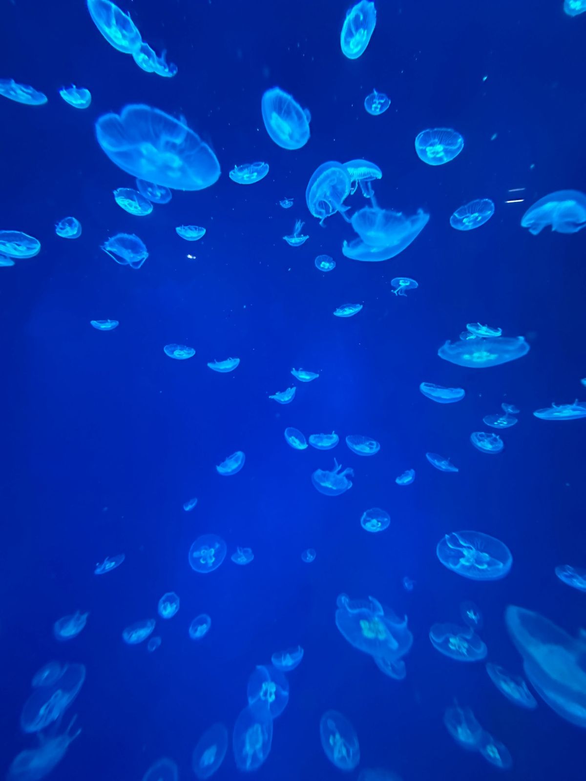 ドバイモール内の水族館。
ネットだと5000円ぐらいですが入場口だと900...