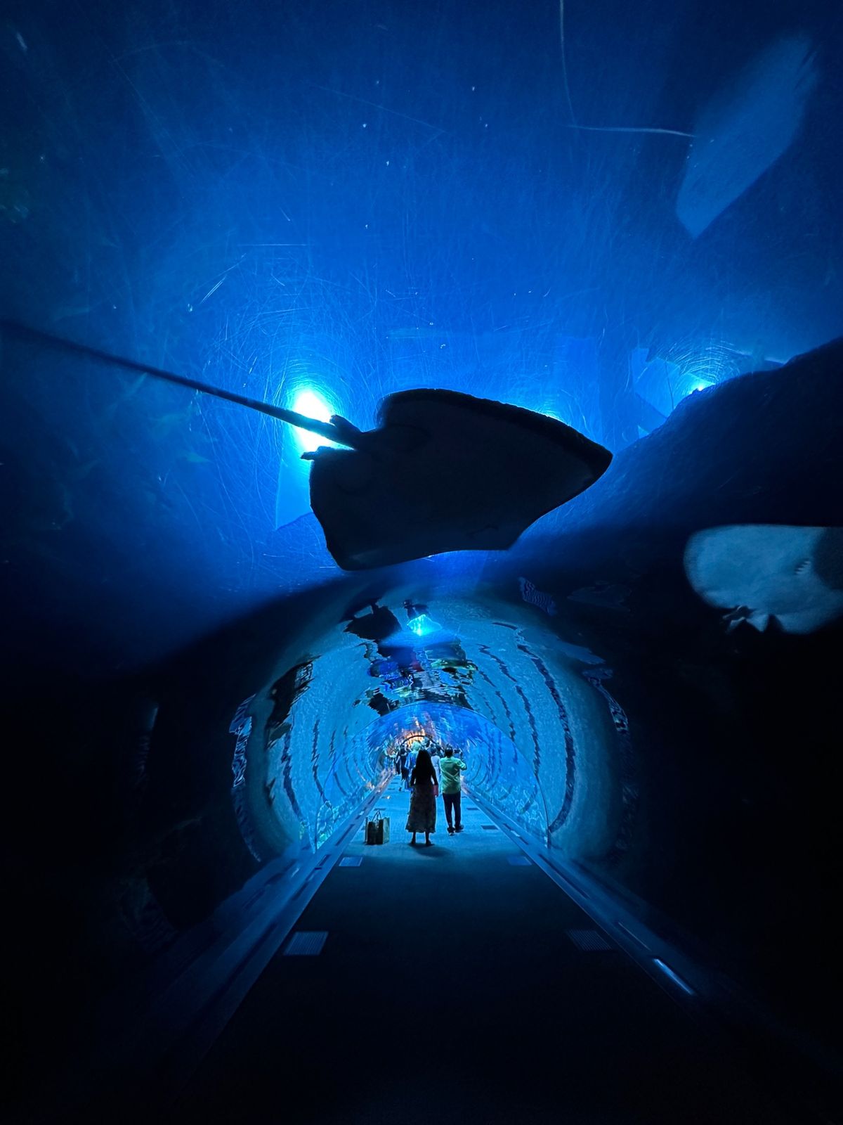 ドバイモール内の水族館。
ネットだと5000円ぐらいですが入場口だと900...