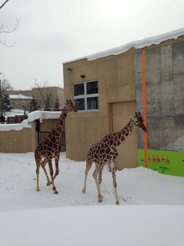 日本・札幌「北海道　札幌雪まつり」の写真：@旭山動物園