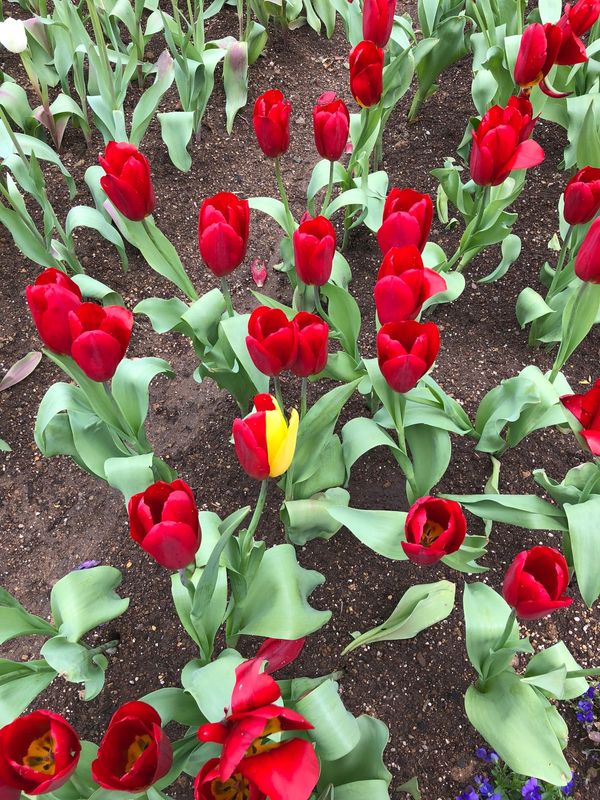 日本・長崎県「念願のチューリップ祭り　母娘3人旅」の写真