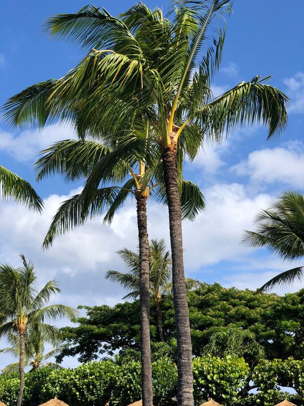 アメリカ(米国)・Hawaii「マリオット」の写真：＠マリオット
