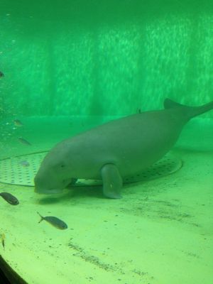 ＠鳥羽水族館
✋カメラ目線下さーい