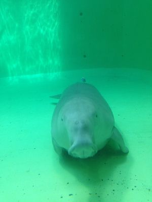 ＠鳥羽水族館
✋カメラ目線下さーい