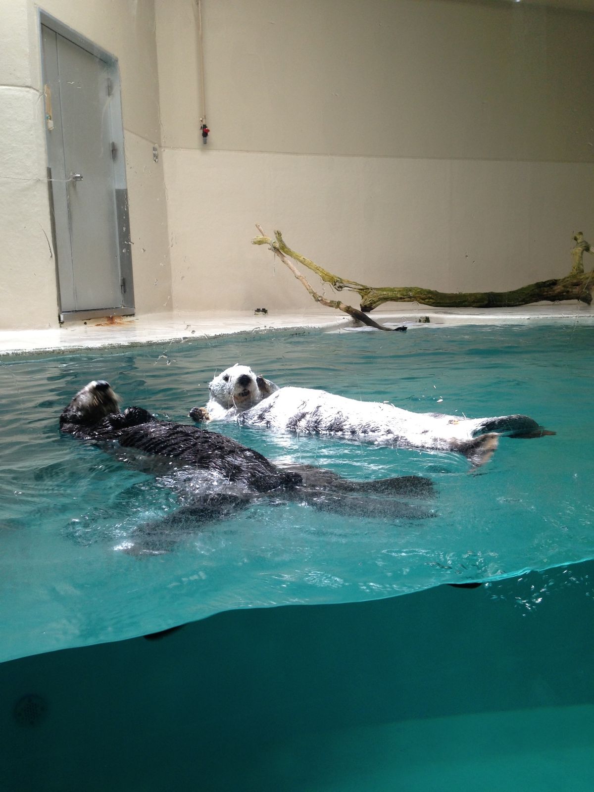 ＠鳥羽水族館
✋カメラ目線下さーい