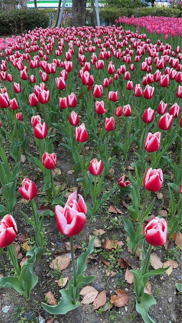 日本・神奈川県「横浜春」の写真