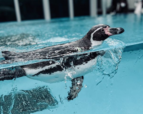 日本・伊勢神宮「『三重県』伊勢志摩TRIP」の写真：鳥羽水族館　ペンギンさん🐧