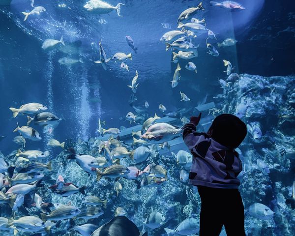 日本・伊勢神宮「『三重県』伊勢志摩TRIP」の写真：鳥羽水族館