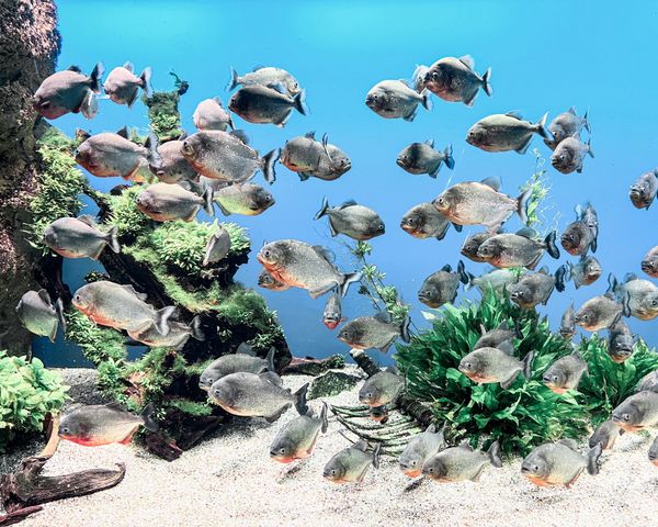 日本・伊勢神宮「『三重県』伊勢志摩TRIP」の写真：鳥羽水族館　ピラニア🐠