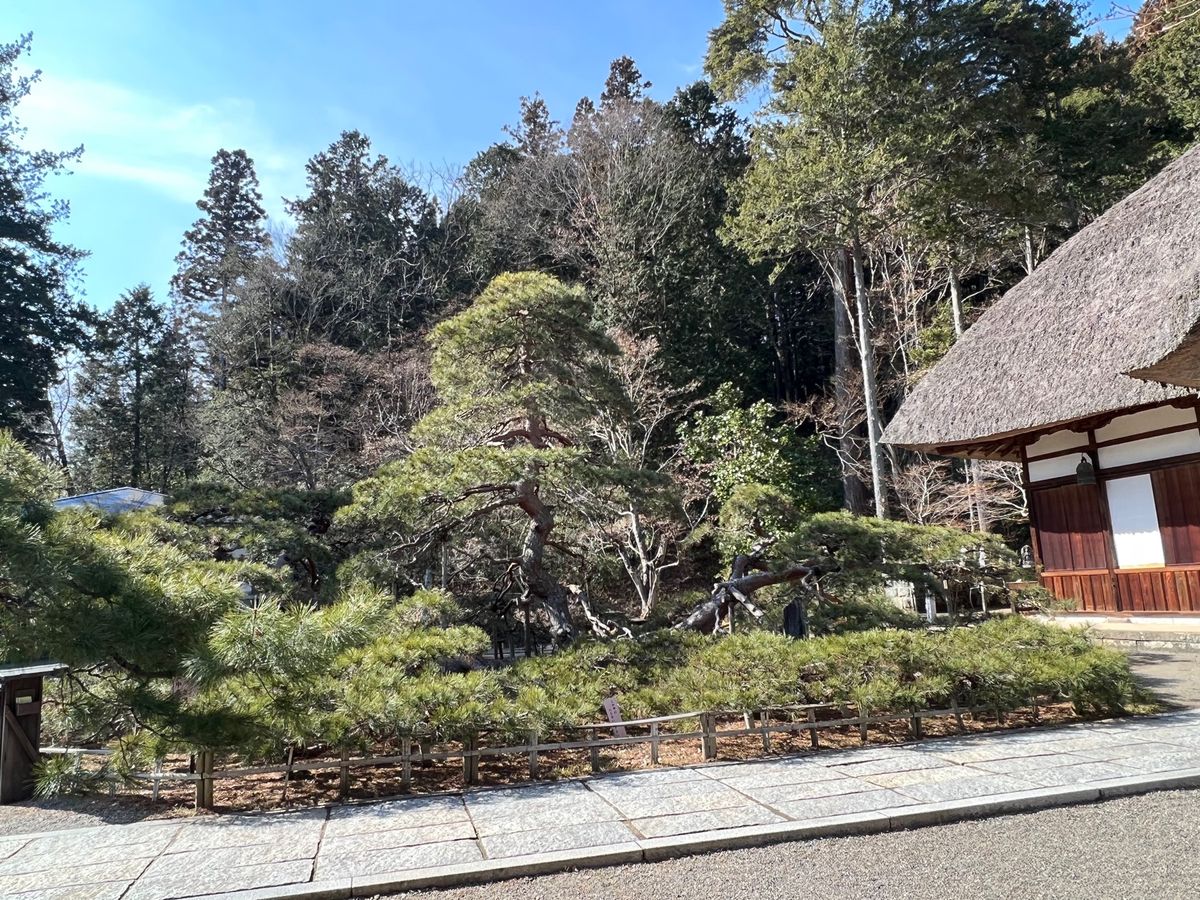 別所温泉
●常楽寺本堂
●安楽寺　御舟松
地を這うような松の枝も含めて、す...