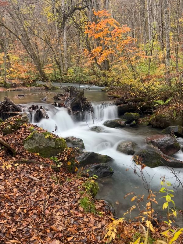 日本・青森県「東北旅」の写真