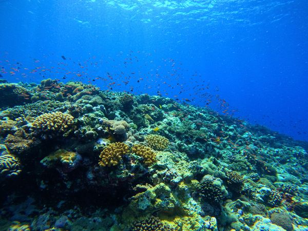 日本「西表島ダイビング」の写真：海