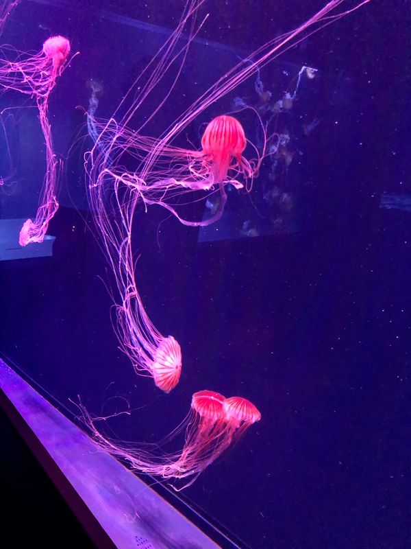 日本・千葉県「すみだ水族館」の写真