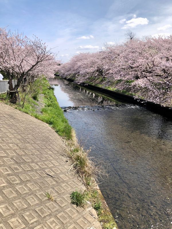 日本・千葉県「お花見」の写真