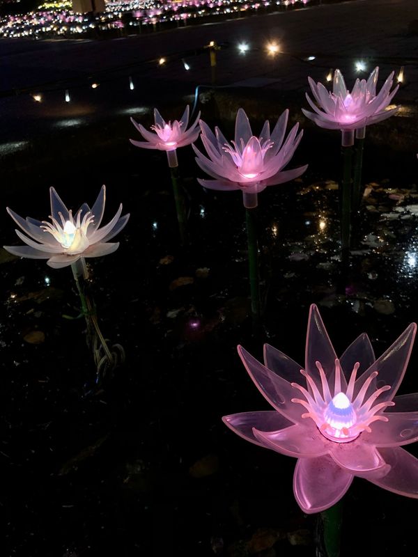 日本・栃木県「いちご狩り、あしかがフラワーパーク」の写真