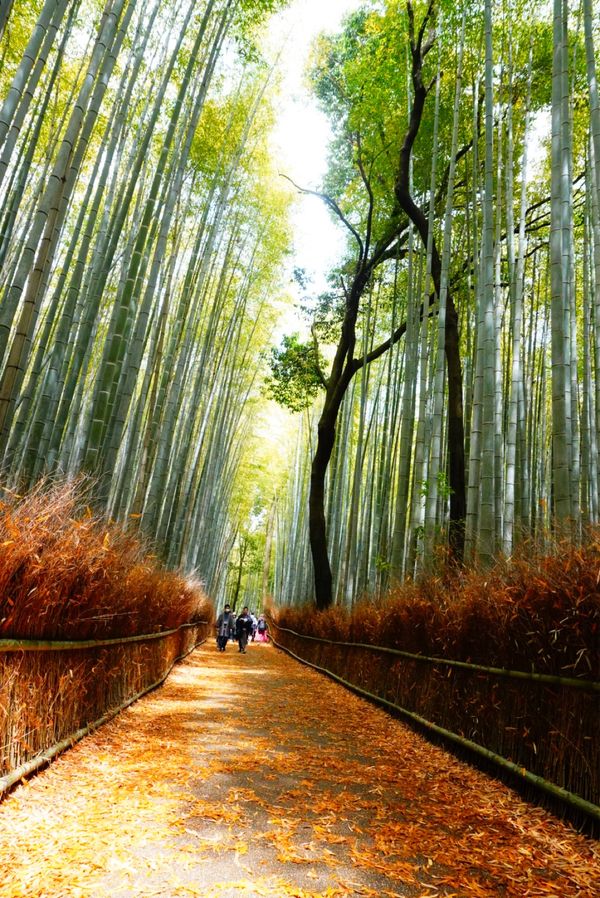 日本・京都府「京都旅行」の写真：嵐山