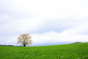 岩手
