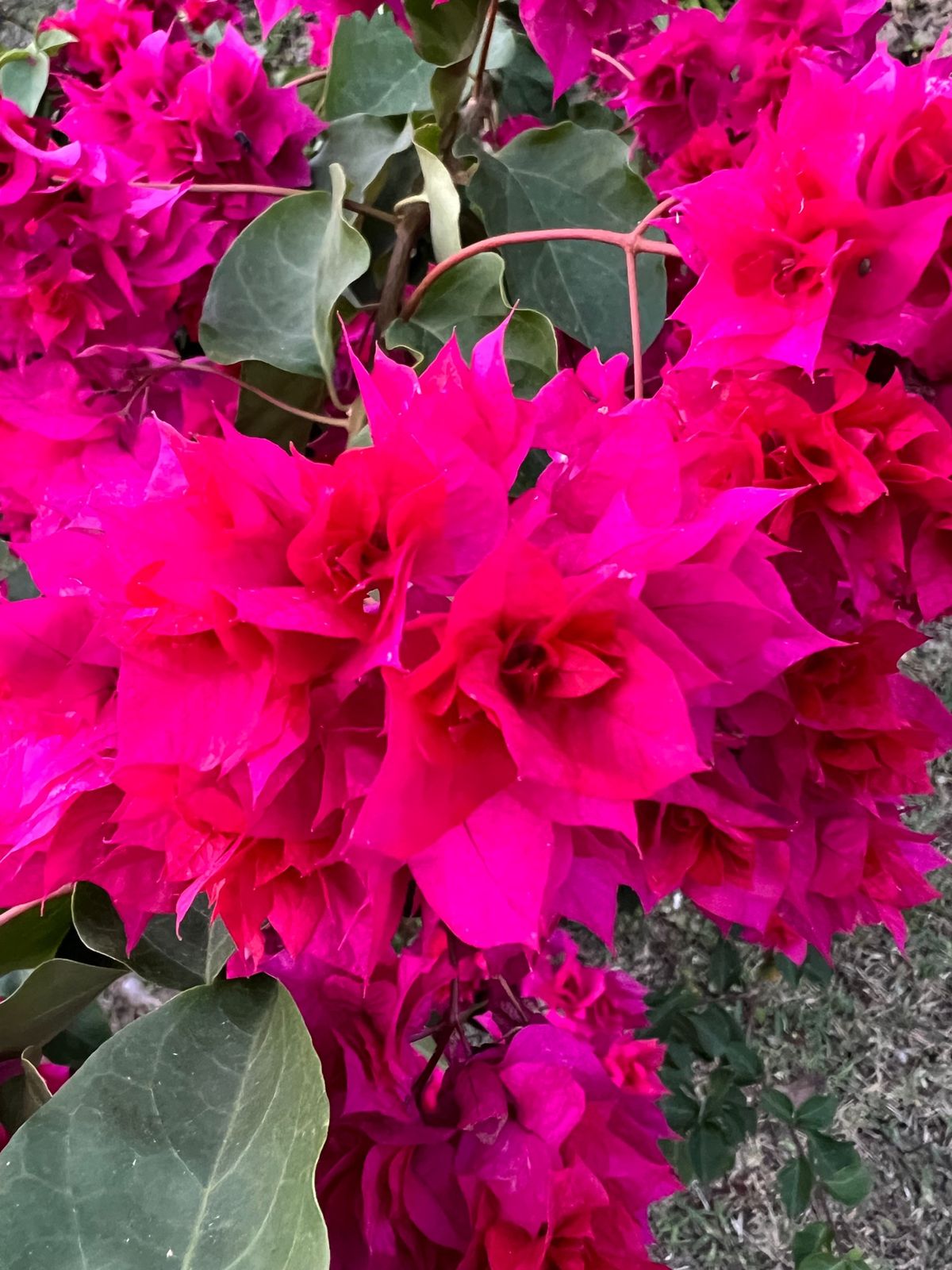 沖縄読谷　ホテル日航アリビラ
●部屋からの眺め
●庭に咲いていたブーゲンビ...