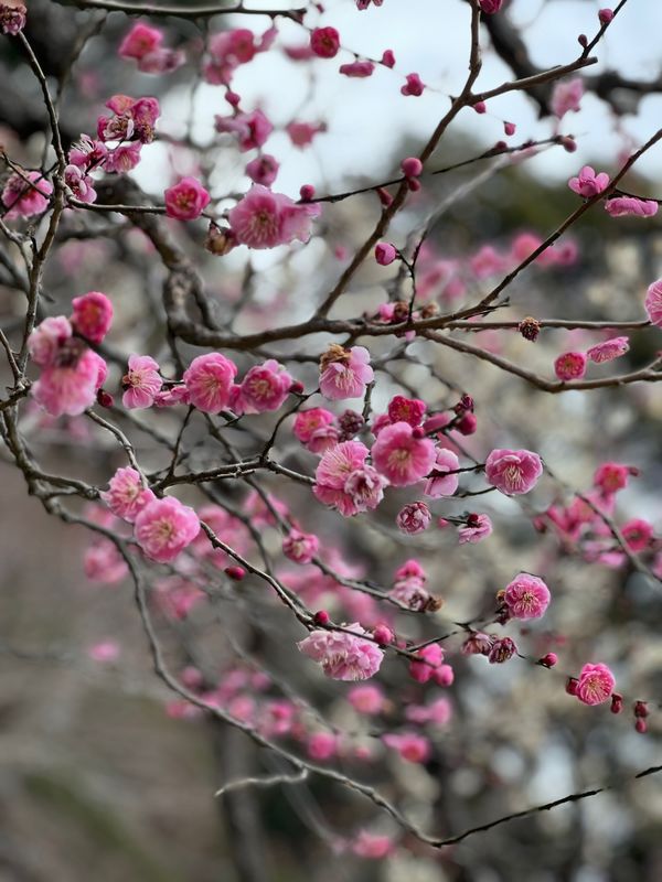 「鎌倉旅行」の写真