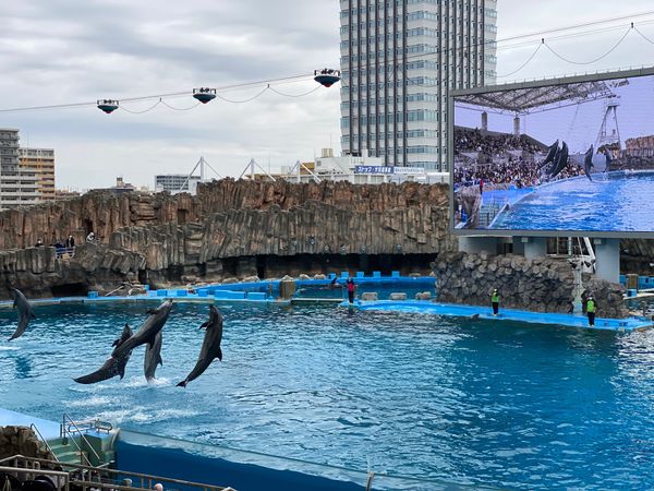日本・愛知県「名古屋trip ウィメンズマラソン大会　フル🏃‍♀️‍➡️」の写真：名古屋港水族館🐠