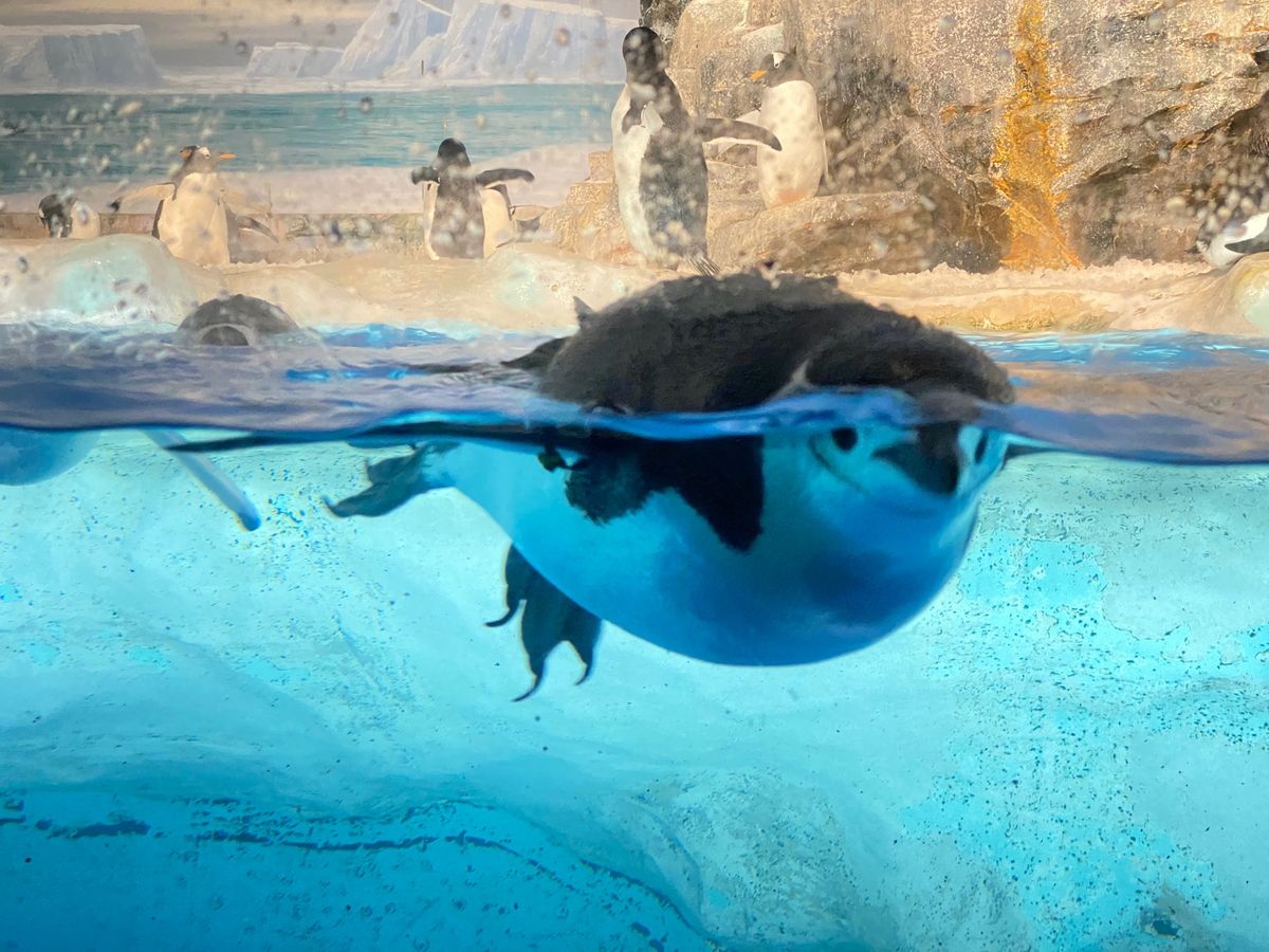名古屋港水族館🐠