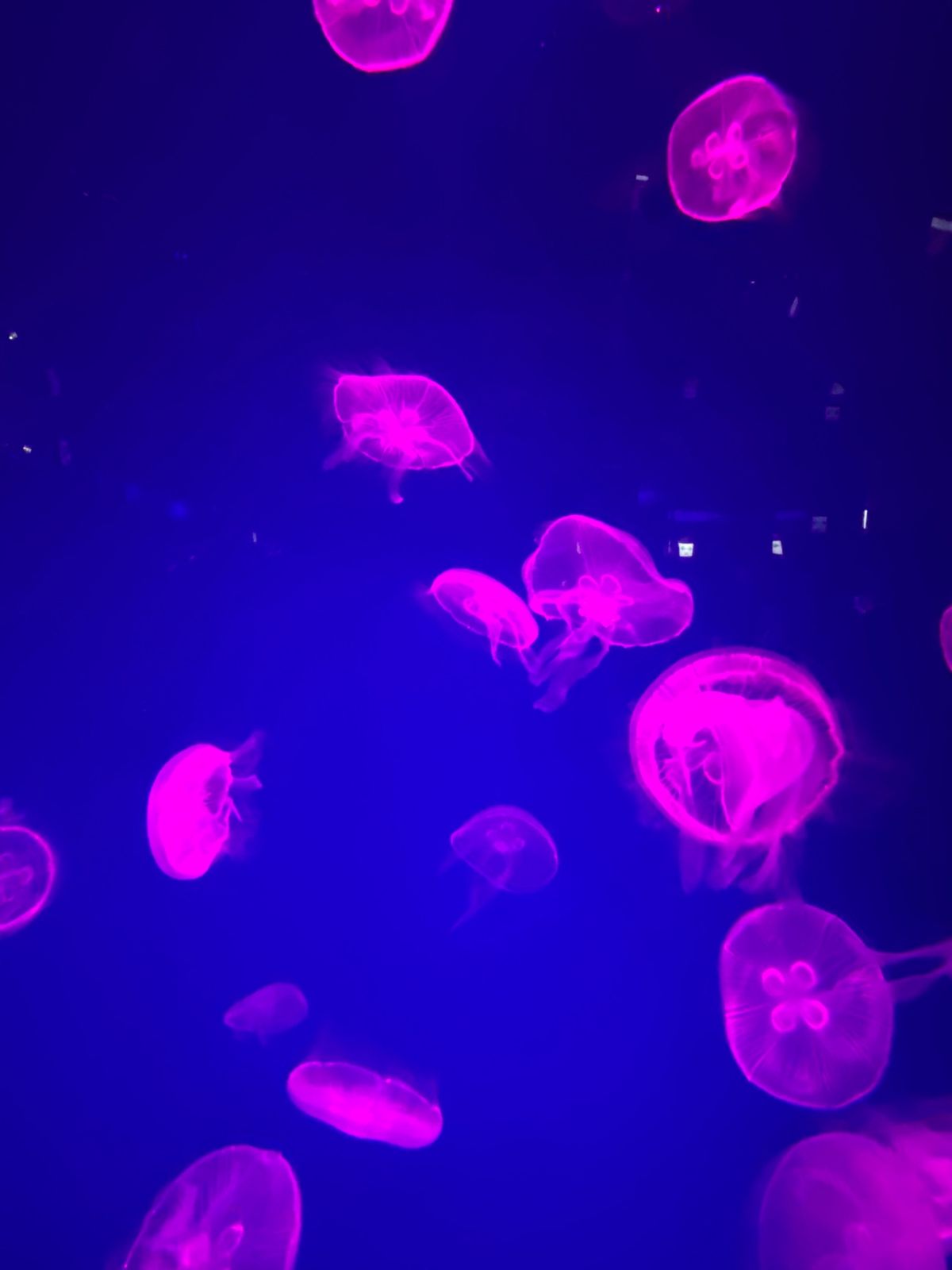 名古屋港水族館🐠