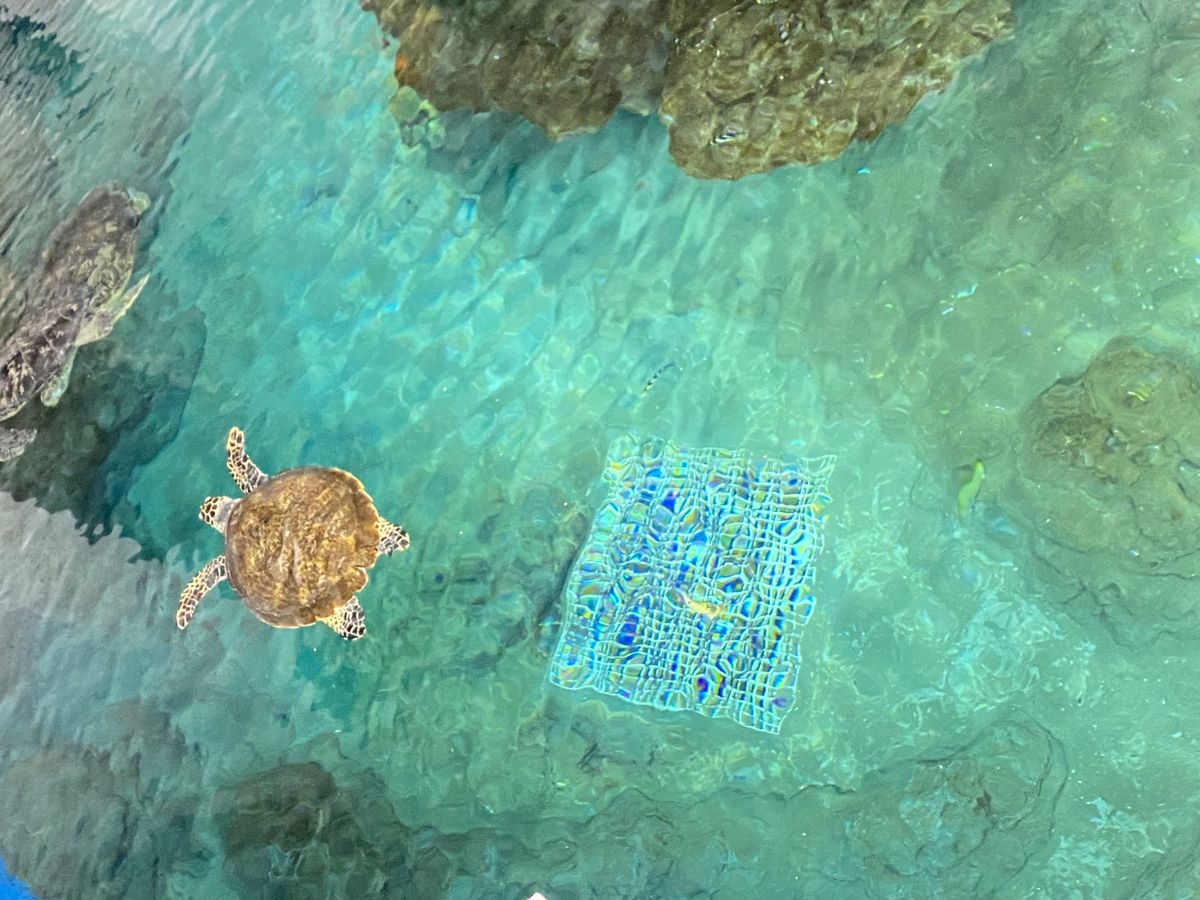 名古屋港水族館🐠