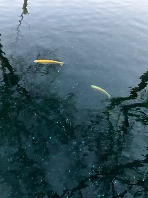 初めて忍野八海へ行きました。
池の水が透き通ってて綺麗でした。

金運の神...