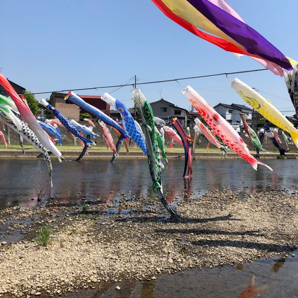 日本・新潟県「加茂川鯉のぼり」の写真