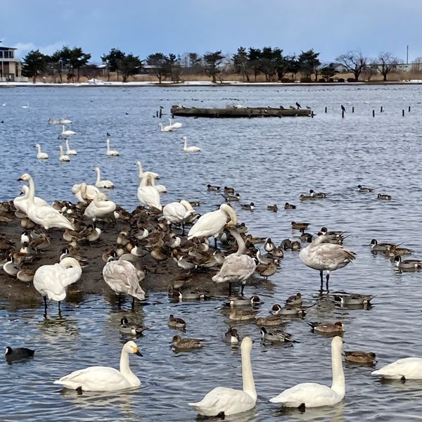 日本・新潟県「瓢湖水きん公園」の写真