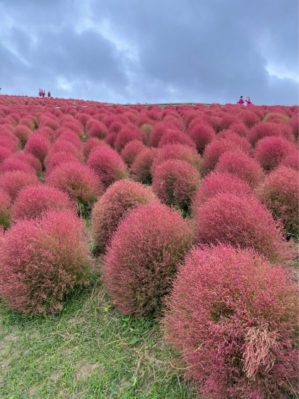 日本・茨城県「2021秋　バスツアーwizえみ」の写真