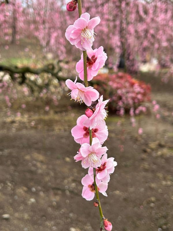 日本・三重県「梅日和」の写真