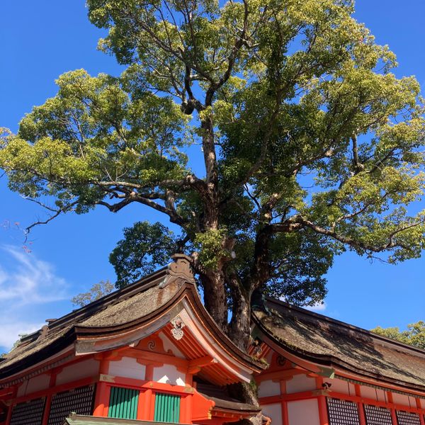 日本・大分県「大分県観光」の写真