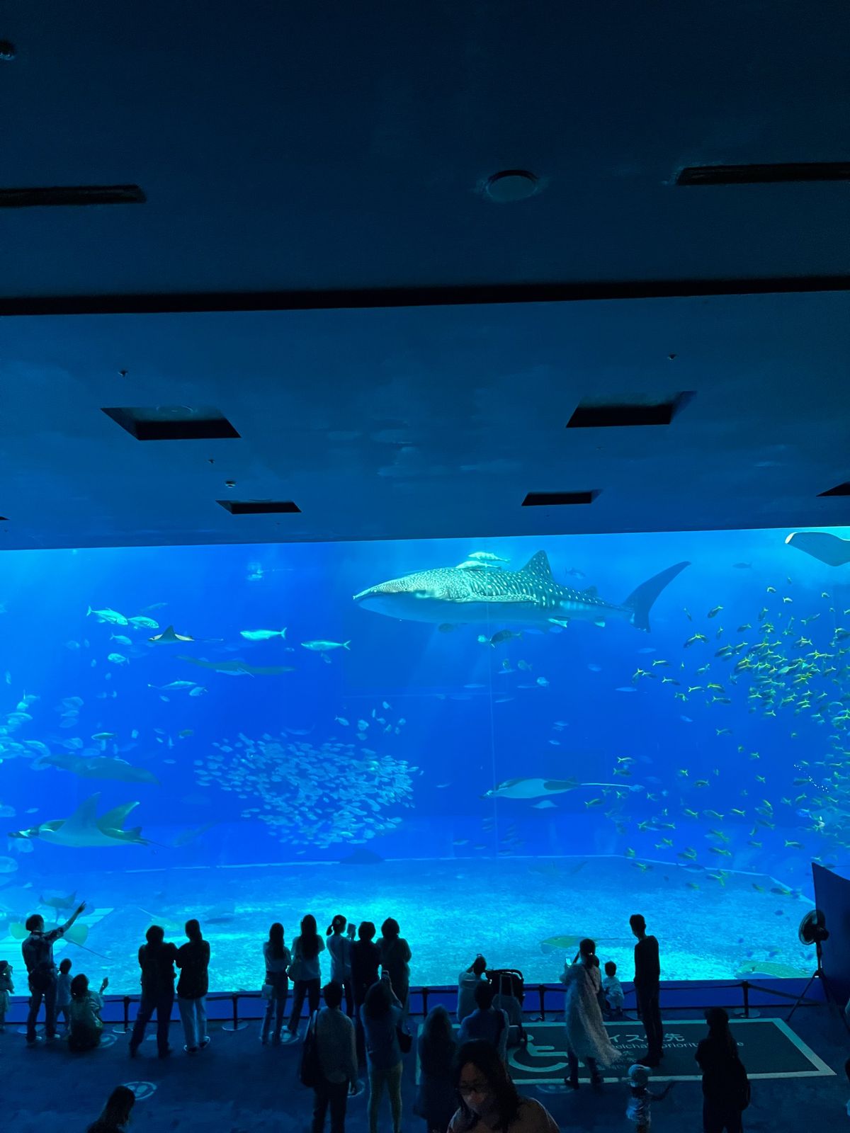 美ら海水族館大迫力でした‼︎
