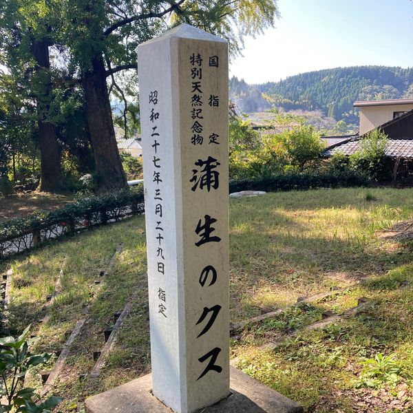 日本・鹿児島県「蒲生八幡神社参詣」の写真