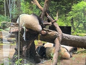 上野動物園で双子のパンダに出会いに行きました。平日なので空いてました。鎌倉...