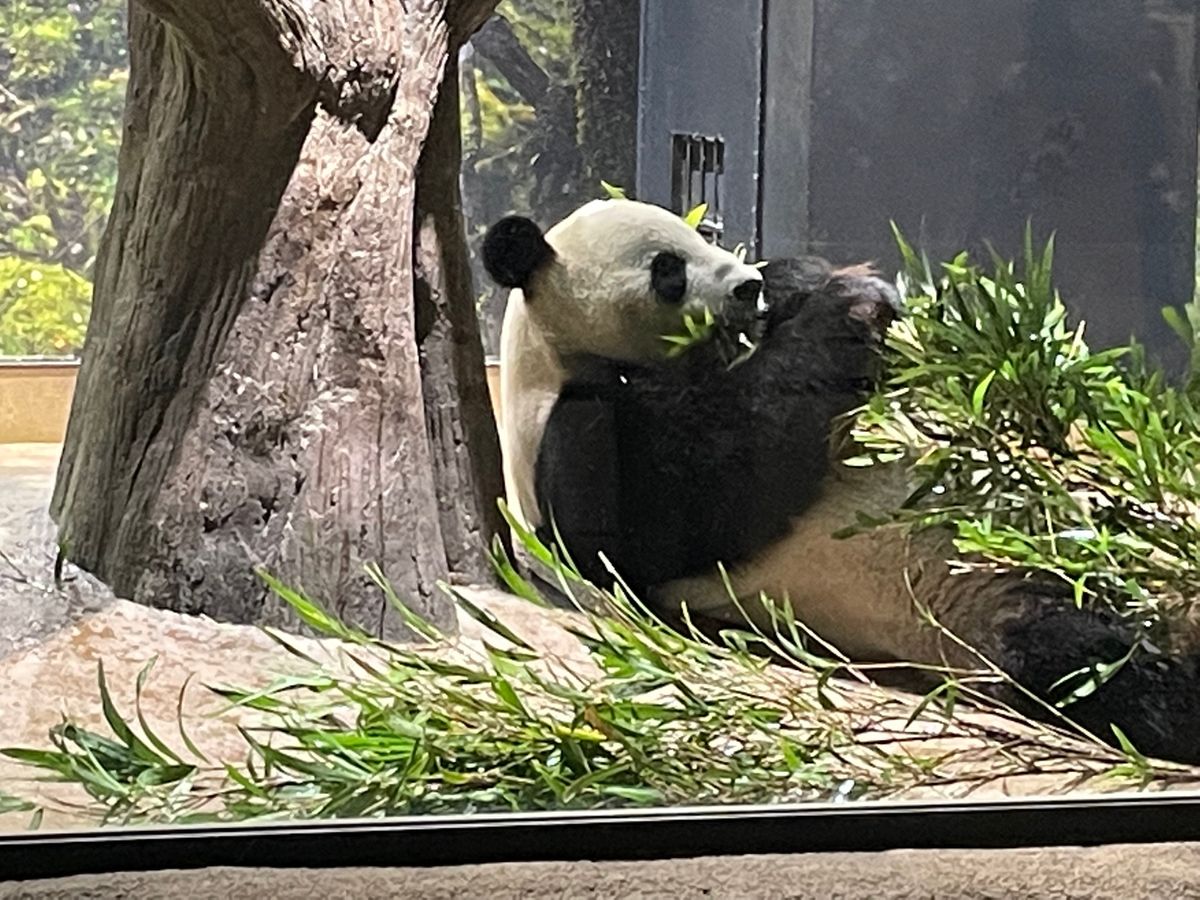 上野動物園で双子のパンダに出会いに行きました。平日なので空いてました。鎌倉...