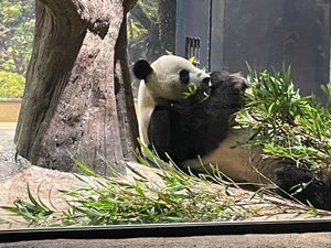 上野動物園で双子のパンダに出会いに行きました。平日なので空いてました。鎌倉...