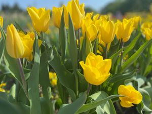 砺波チューリップフェア🌷🌷🌷でチューリップに癒されて、環水公園で世界でいち...